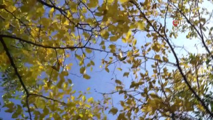 Park ve rekreasyon alanları, sonbahar mevsiminin en güzel renklerine büründü