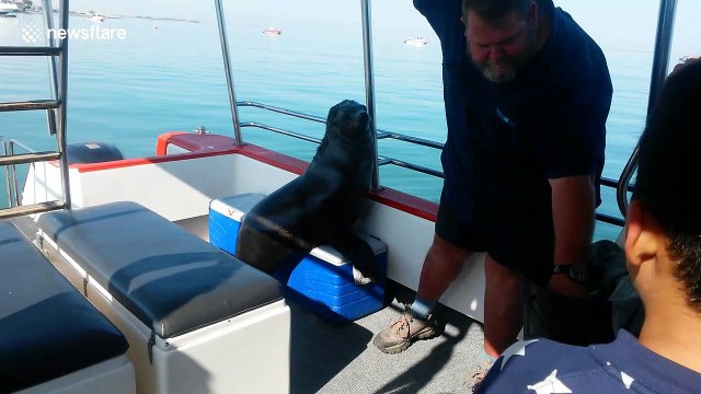Cheeky pelican steals fish from sea lion