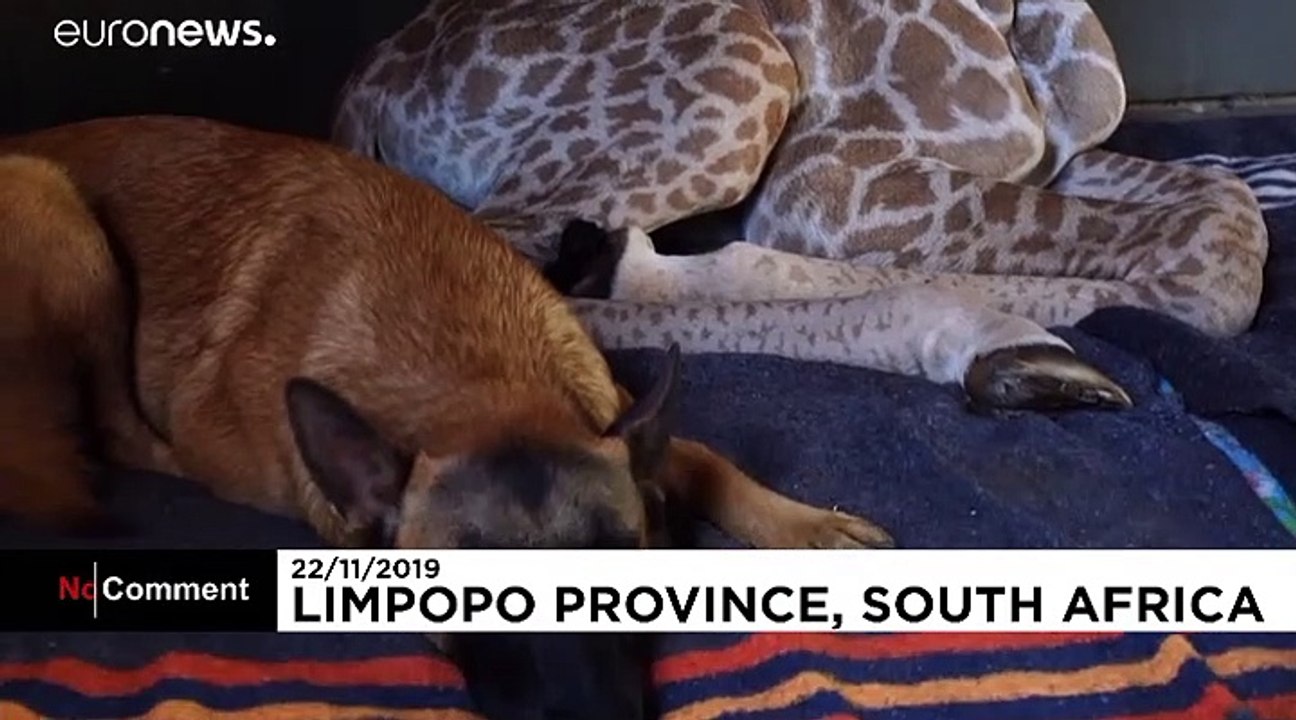 Baby-Giraffe 'Jazz': Auf den Hund gekommen