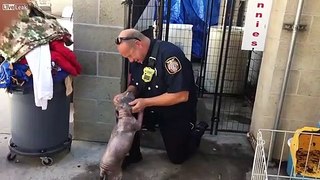 Il cagnolino di un rifugio si emoziona nel momento in cui rivede il pompiere che lo ha salvato dalla strada