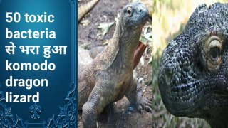 50 toxic bacteria से भरा komodo dragon lizard
