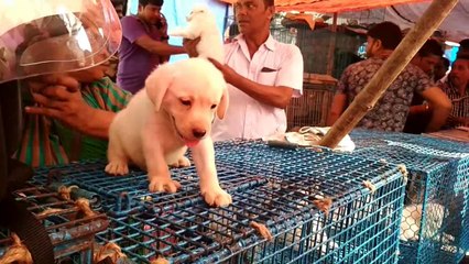 Lovable Puppies at Galiff Street Pet Market, Kolkata, India