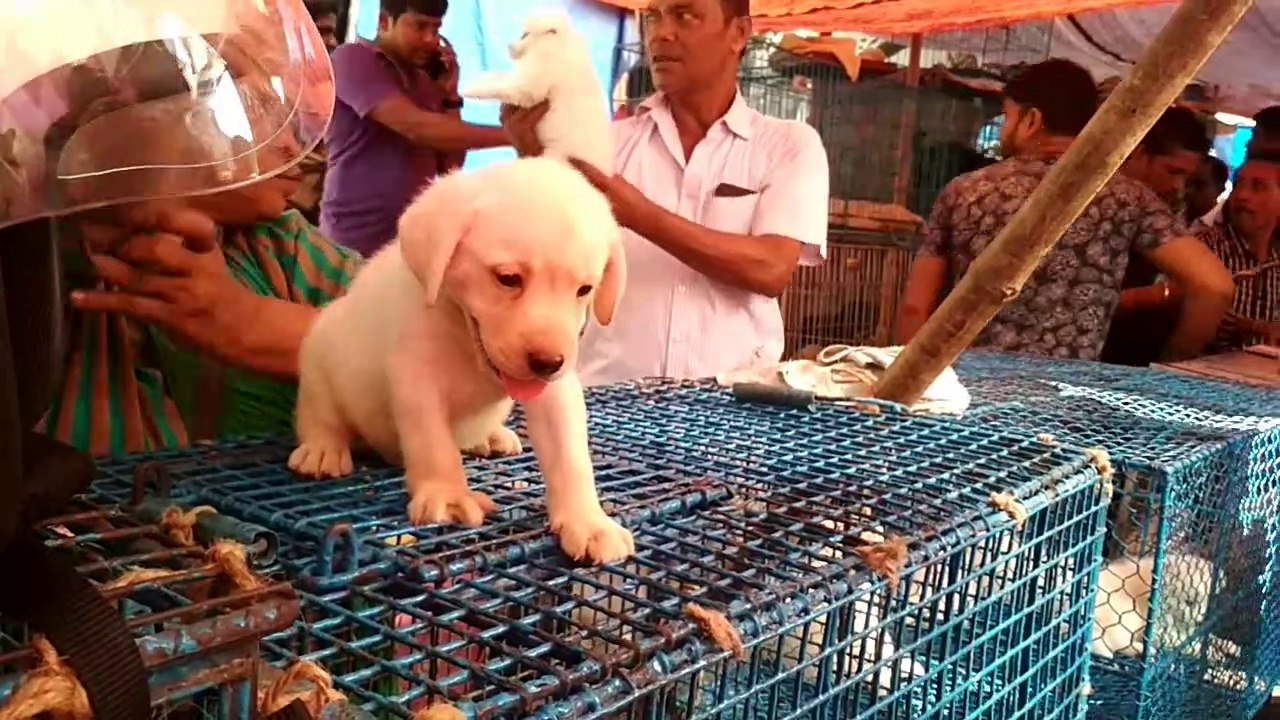 Lovable Puppies at Galiff Street Pet Market, Kolkata, India