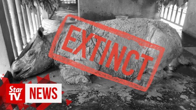 Malaysia's last Sumatran rhino Iman dies, species now extinct in the country
