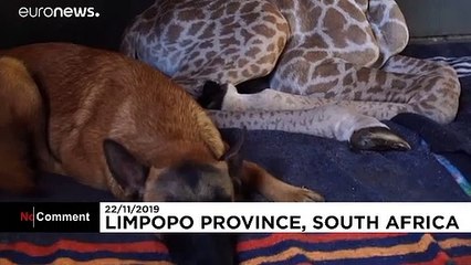 Пёс Хантер и жираф Джазз