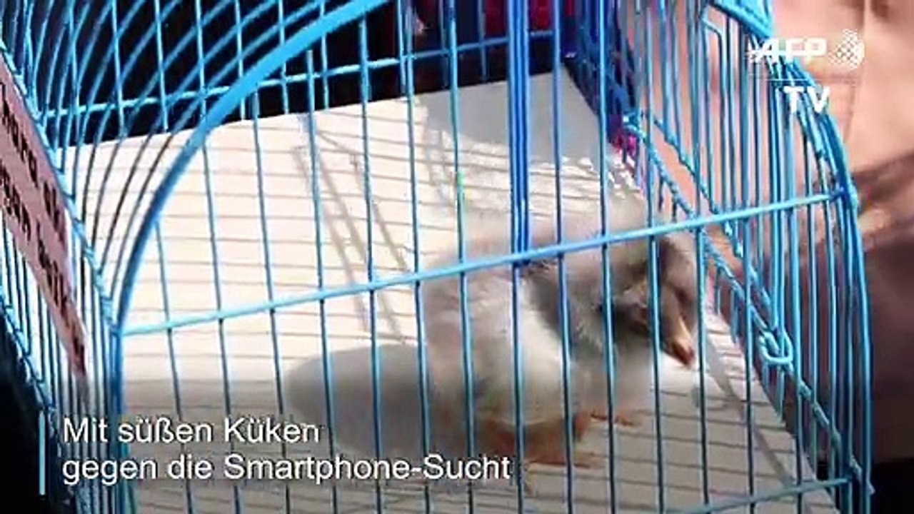 Mit Küken gegen Smartphone-Sucht