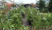 Lituania alquila árboles de Navidad para frenar la tala