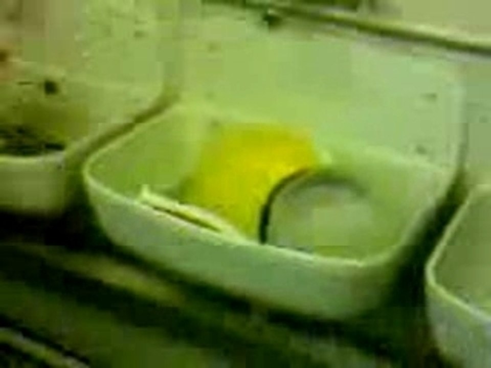 Chef