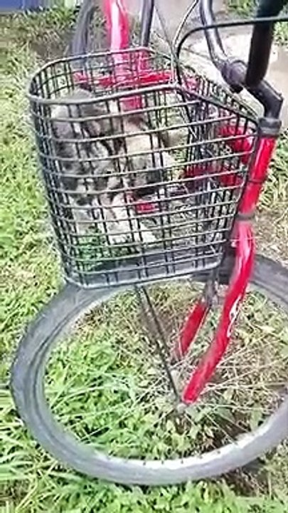 Gatito
