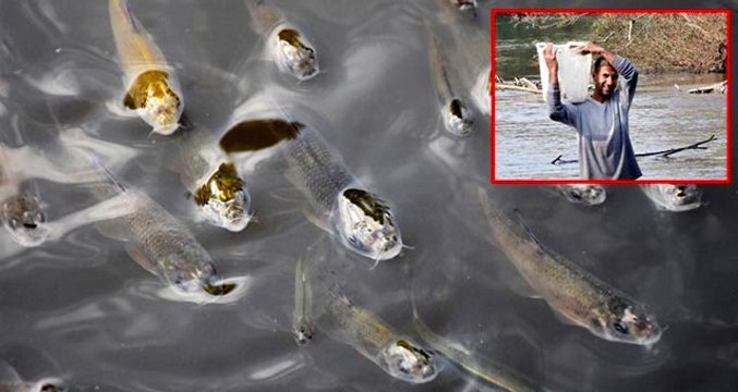 Manisa'da yüzeye çıkan balıkları tutan vatandaşlara uyarı: Bu balıkları yemeyin