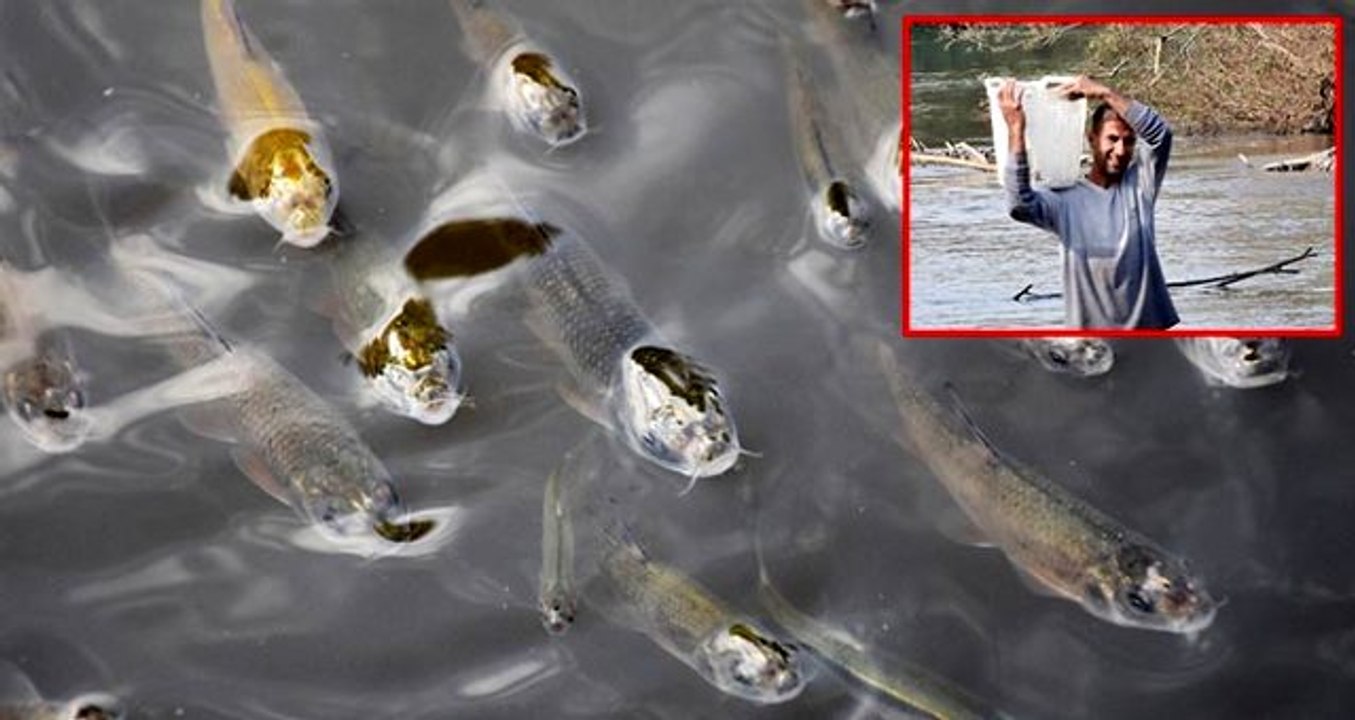 Manisa'da yüzeye çıkan balıkları tutan vatandaşlara uyarı: Bu balıkları yemeyin