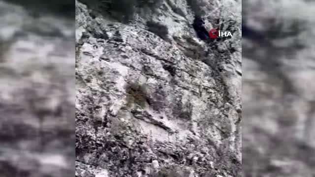 Mahsur kalan keçiler AFAD tarafından kurtarıldı