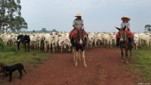 البرازيل - كيف نحمي الغابات المطيرة من جشع تجار الأبقار؟