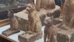 Egipto presenta momias de animales, entre ellas cachorros de león, en Saqqara