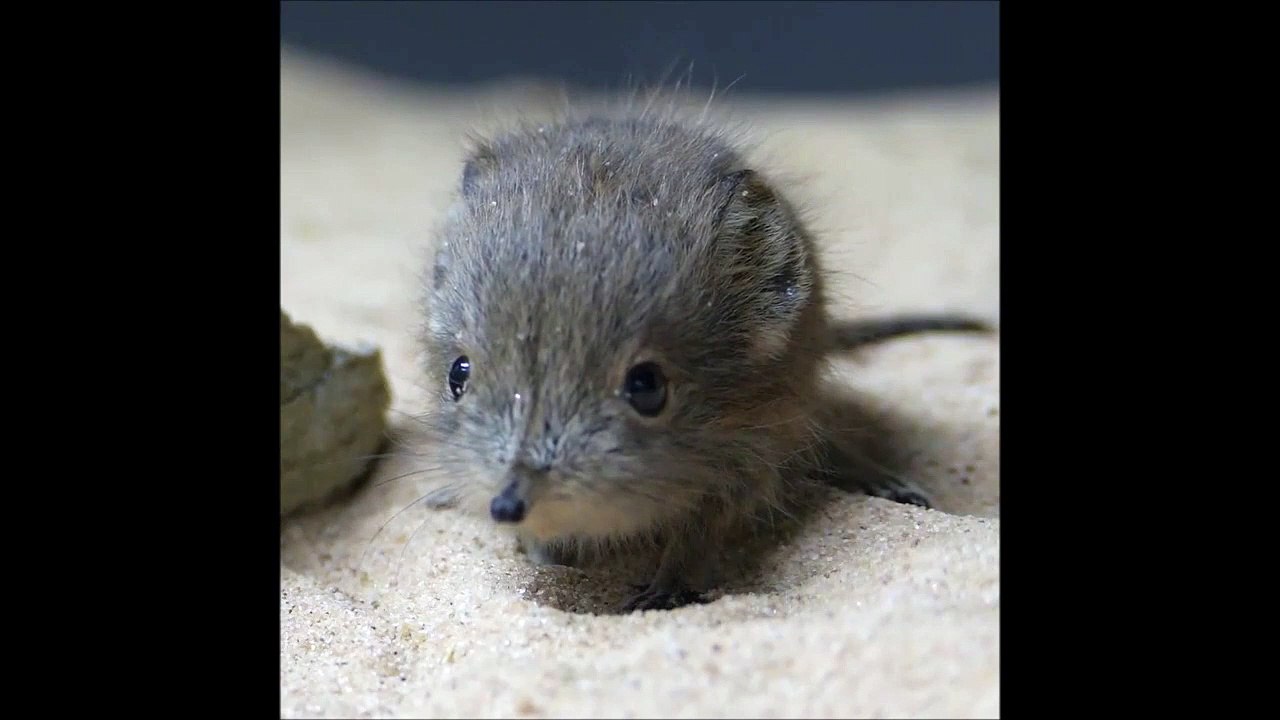 Ce petit animal est tellement mignon qu'il va vous faire craquer