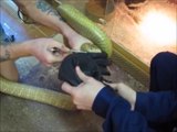 Ils testent un gant anti-venin qui doit protéger des morsures de serpents