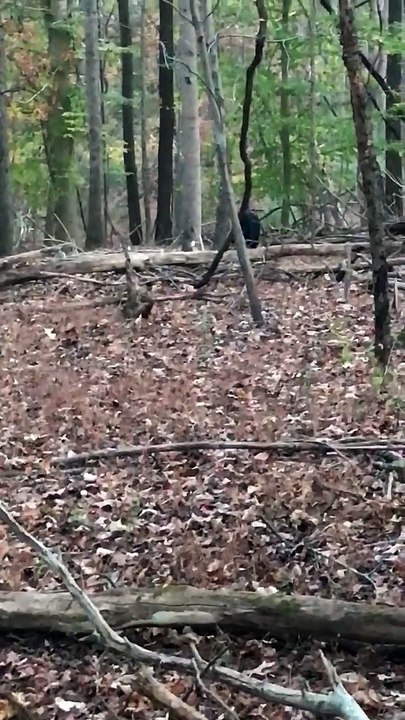Bear Steals Deer from Hunter