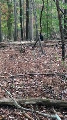 Bear Steals Deer from Hunter