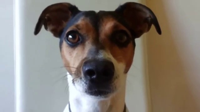 TOP 10 dog barking videos compilation 2016 ♥ Dog barking sound - Funny dogs