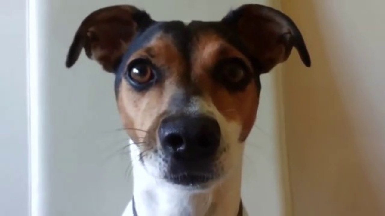 TOP 10 dog barking videos compilation 2016 ♥ Dog barking sound - Funny dogs