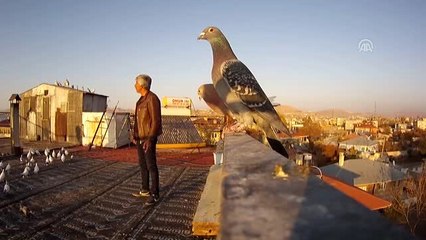 "En iyi arkadaşım" dediği güvercinleri için ev üstüne "ev" yaptı (2)
