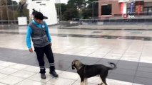 Temizlik işçisi ile sokak köpeğinin tebessüm ettiren dostluğu