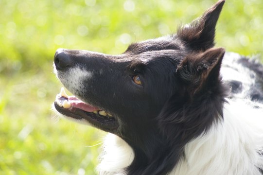 Mon chien a peur quand on ouvre la fenêtre