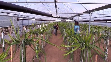 Ejder meyvesini Bursa'da yetiştirmeyi başardı - BURSA