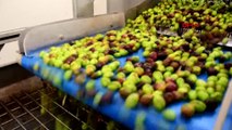 Feriştah, 1 milyon lira hibeyle zeytinyağı sıkım fabrikası kurdu