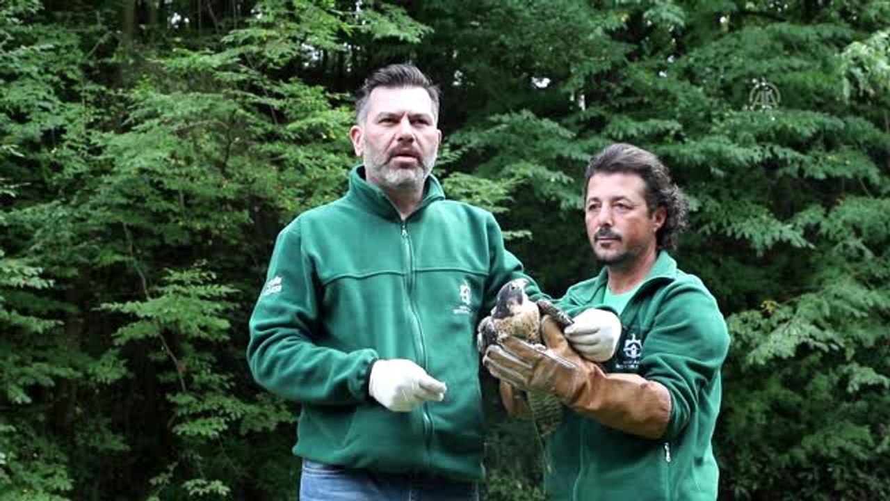 Yaralı doğan "Avrupa'nın en büyük doğal yaşam parkı"nda tedavi edildi