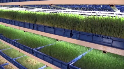 Sigaraya vereceği parayla hayvanları için taze ot yetiştiriyor - SİİRT