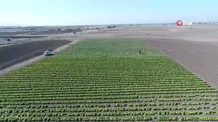 Su çekildi, nehir kenarında tarım başladı