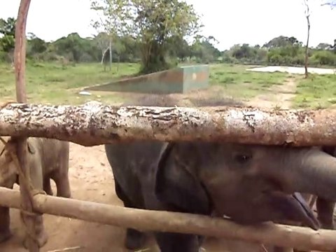 baby elephants care center in sri lanka
