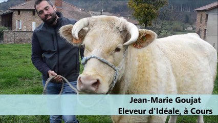 Idéale, future star du Salon de l'agriculture