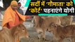 Uttar Pradesh: yogi govt getting jute coats stitched for cattle |वनइंडिया हिंदी