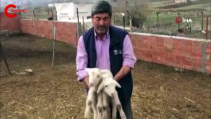 Annesini kaybeden kuzu, "Anne" diye meliyor