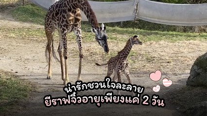 สวนสัตว์สหรัฐฯ เผยคลิปลูกยีราฟจิ๋วตัวใหม่ อายุ 2 วัน