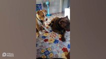 Curious Doggos Baffled By Cat Sounds From TV