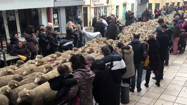 Istres : le défilé de la transhumance sauvé des eaux