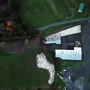 Troupeau de moutons vu de drones : travail impressionnant des chiens de berger !