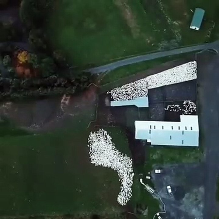 Troupeau de moutons vu de drones : travail impressionnant des chiens de berger !