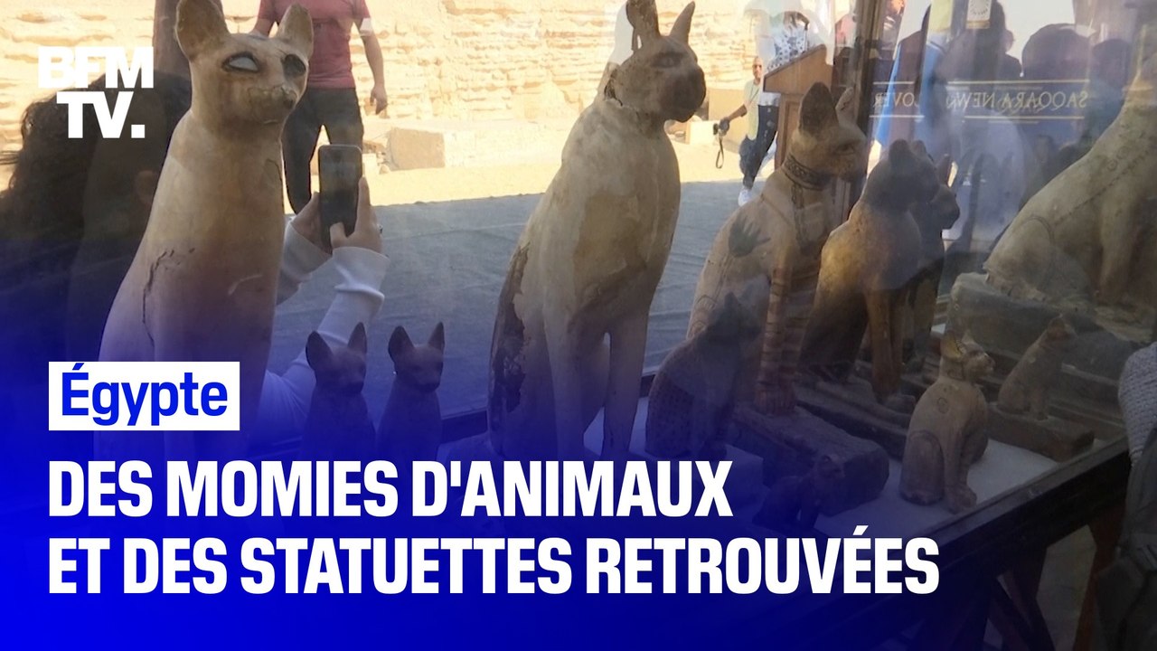 Ces dizaines de statuettes et de momies d'animaux ont été exhumées en Égypte