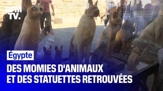 Ces dizaines de statuettes et de momies d'animaux ont été exhumées en Égypte