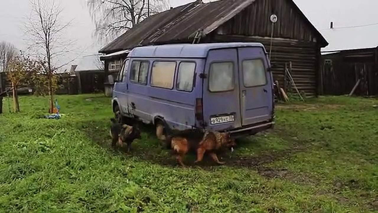 Un chien cloné par une camionnette