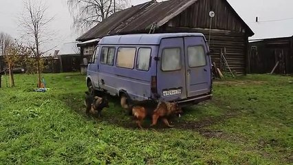 Un chien cloné par une camionnette