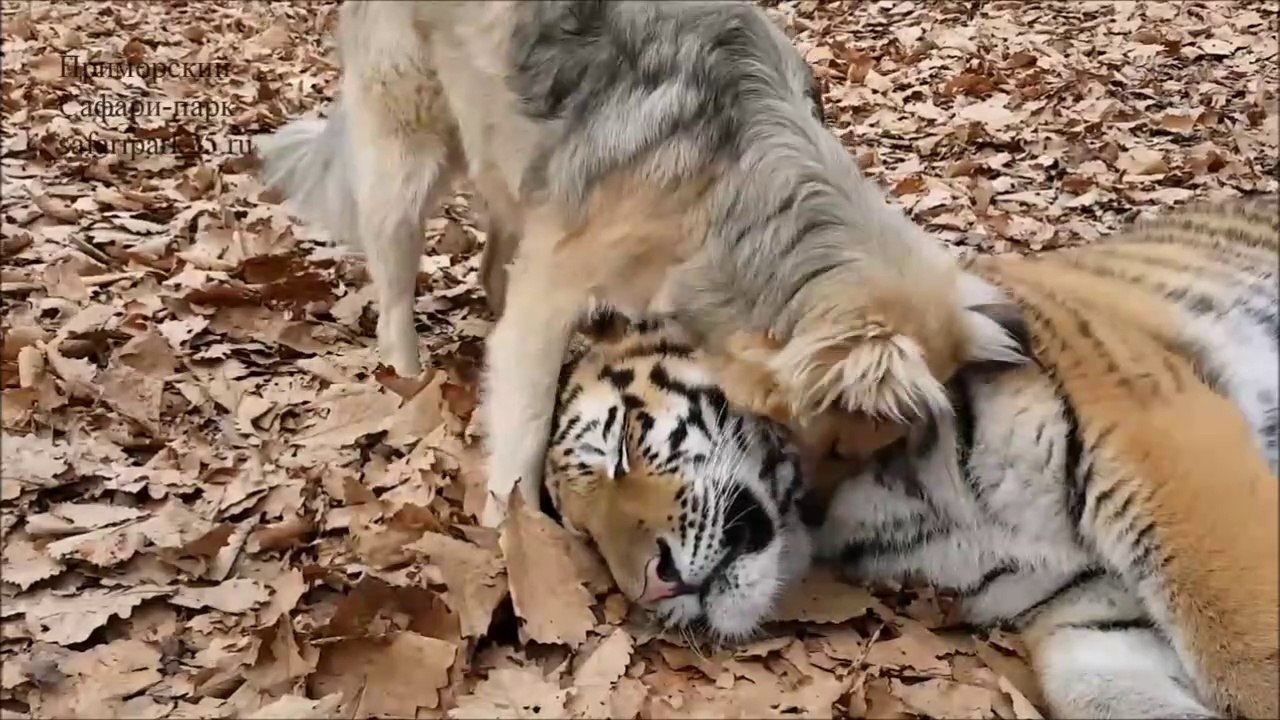 Un tigre et un chien meilleurs amis... Tellemen...