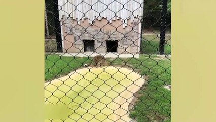 TRY NOT TO LAUGH - Funny Animals Videos 2019 - Cats Like Doing This