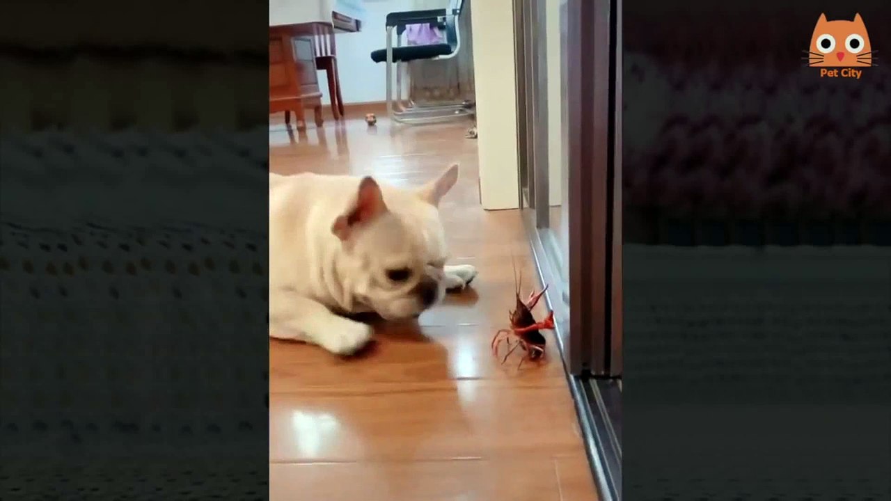 Trate de no reírse   Videos divertidos de gatos y perros 2019