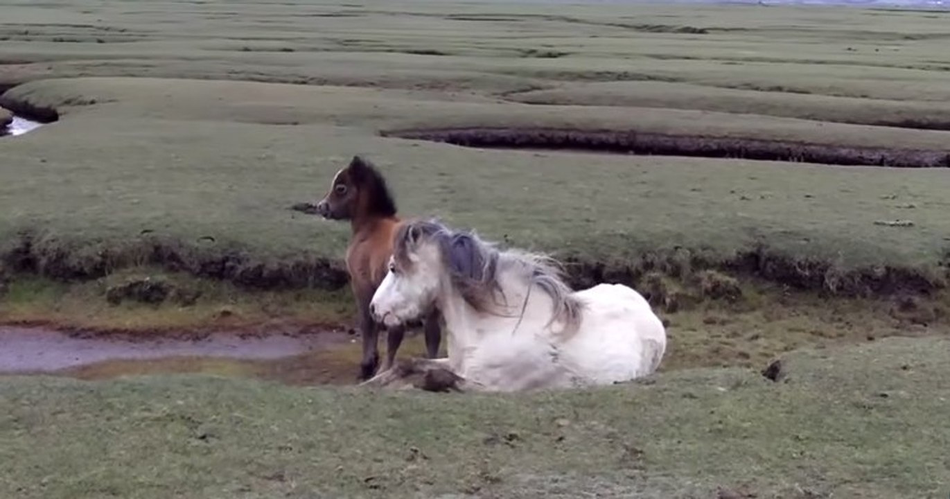 La forte complicité entre ce poulain et cette jument, ont permis à cette dernière de survivre