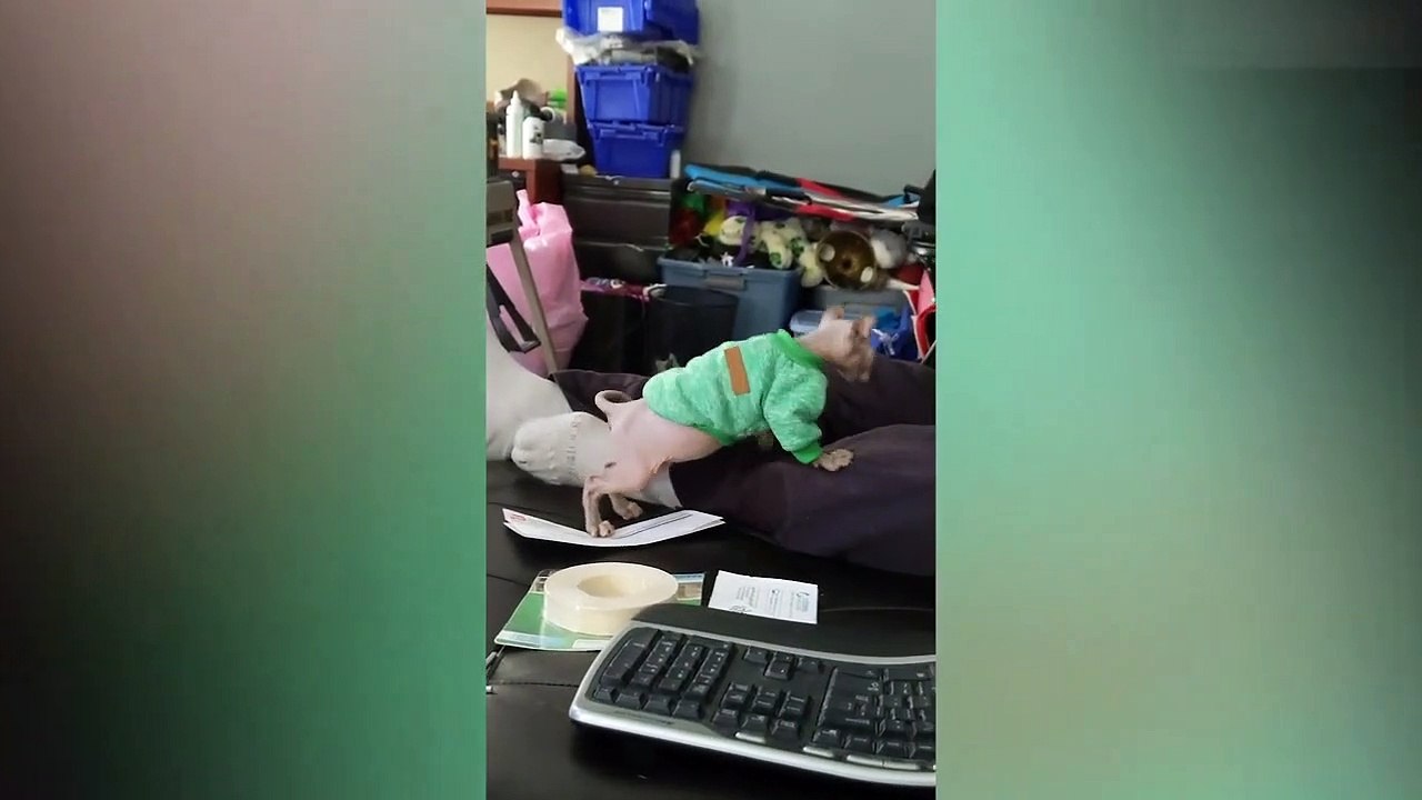 Try Not To Laugh Animals - Funny Cats Videos 2019 -  Funniest Clean Vines Compilation